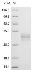 SDS-PAGE