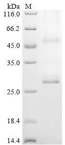 SDS-PAGE