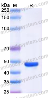 EHK85303, SDS-PAGE