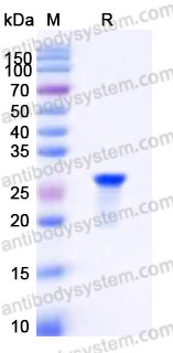 YHA54701, SDS-PAGE