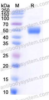 EHD10101, SDS-PAGE
