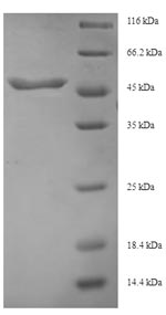 SDS-PAGE