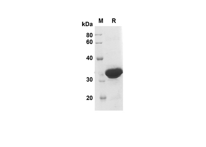 Валидация Elabscience PDEH100571(83)