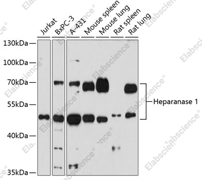 Вестерн-блоттинг, Heparanase 1, различные клетки