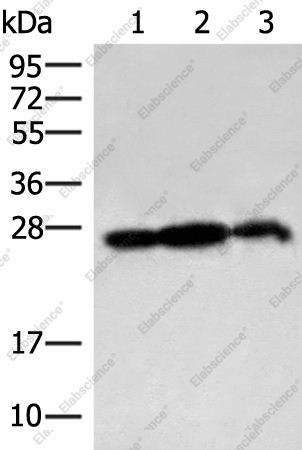 Вестерн-блоттинг, PDAP1, клетки 293T и ткань мозга крысы