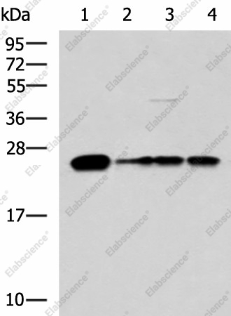 Вестерн-блоттинг, MMAB, клетки 293T, LO2 и HepG2