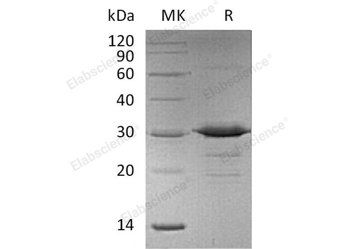 Валидация Elabscience PKSM040960(4899)