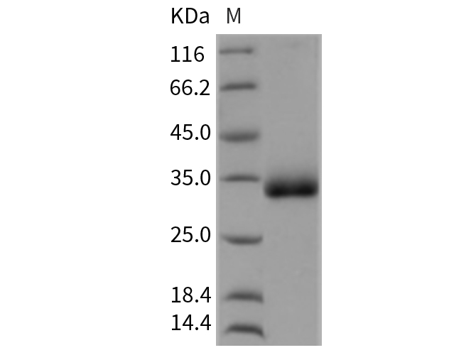 Валидация Elabscience PKSR030184(5547)