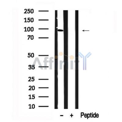 Валидация Affinity AF7623 - 4294