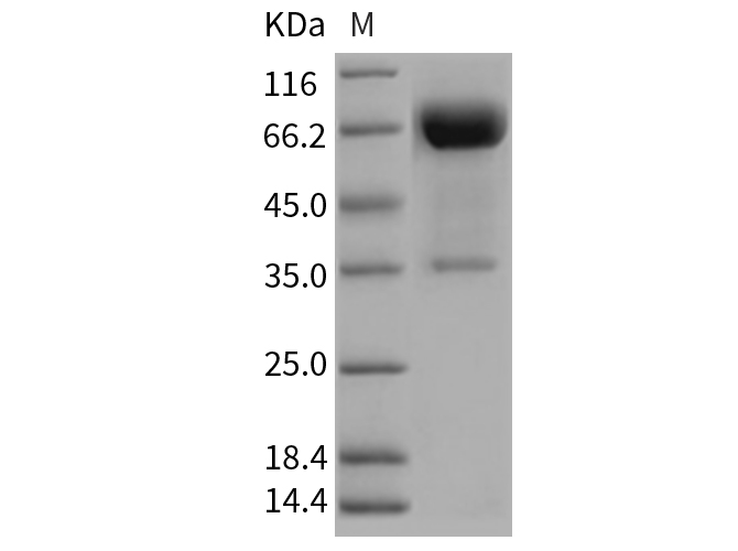 Валидация Elabscience PKSR030275(5622)