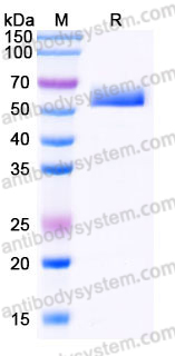 EHK34201, SDS-PAGE