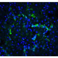 Валидация AssayVector ARM2376(4162)