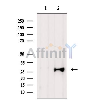 Валидация Affinity DF6665 - 18149