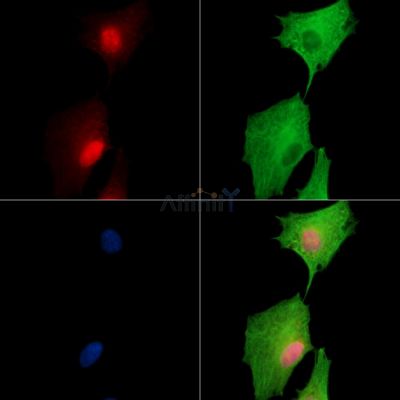 Валидация Affinity DF15934 - 12447