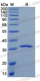 Валидация AntibodySystem AHC67201