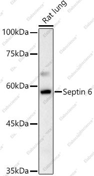 Вестерн-блоттинг, Septin 6, ткань легкого крысы
