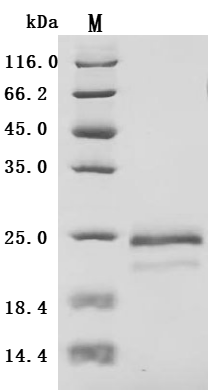 SDS-PAGE
