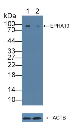 12159