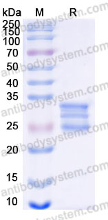 AHE70701, SDS-PAGE