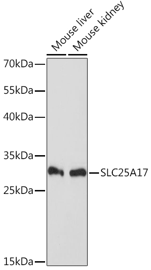Валидация Elabscience E-AB-66359