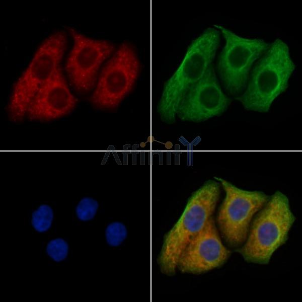 Валидация Affinity AF9163 - 4971