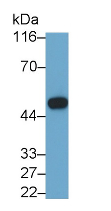 39450