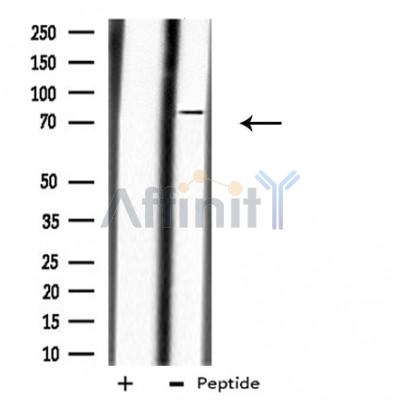 Валидация Affinity DF3866 - 15011