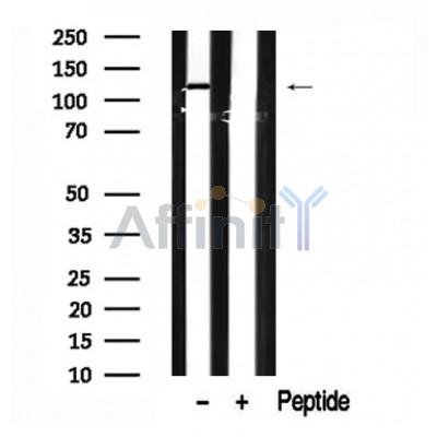 Валидация Affinity AF7646 - 4322