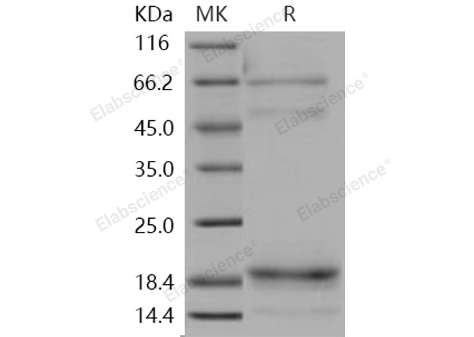 Валидация Elabscience PKSH031140(1916)