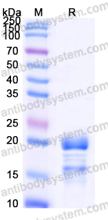 EHE81901, SDS-PAGE