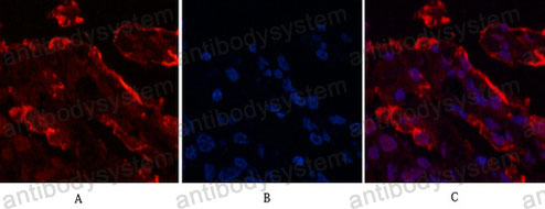 Валидация IF - AntibodySystem RHD27111
