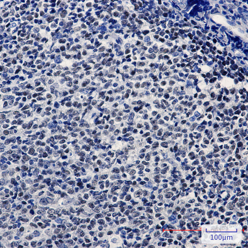 Валидация AntibodySystem RHA34803