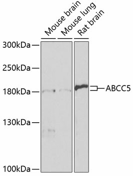 Валидация Elabscience E-AB-93378