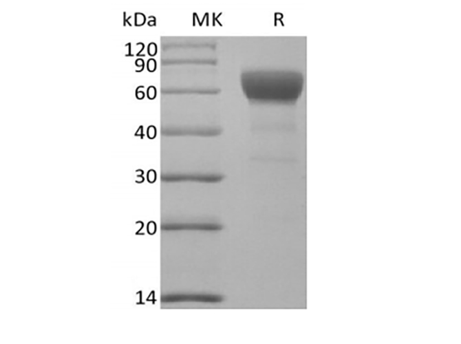 Валидация Elabscience PKSM041417(5292)