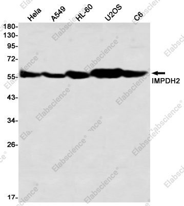Вестерн-блоттинг, IMPDH2, клетки HeLa, A549, HL-60, U2OS, C6