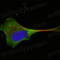 Валидация IF - AntibodySystem RHA18301
