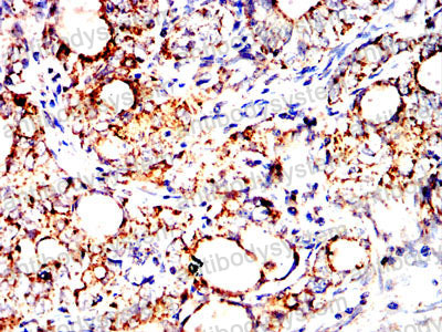 Валидация AntibodySystem RHK06403 (3615)