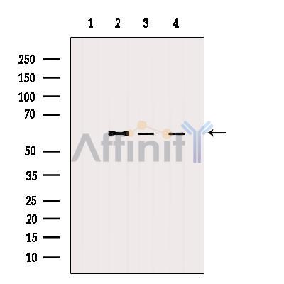 Валидация Affinity AF5234 - 2714