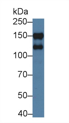 12679