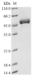 SDS-PAGE