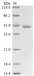 SDS-PAGE