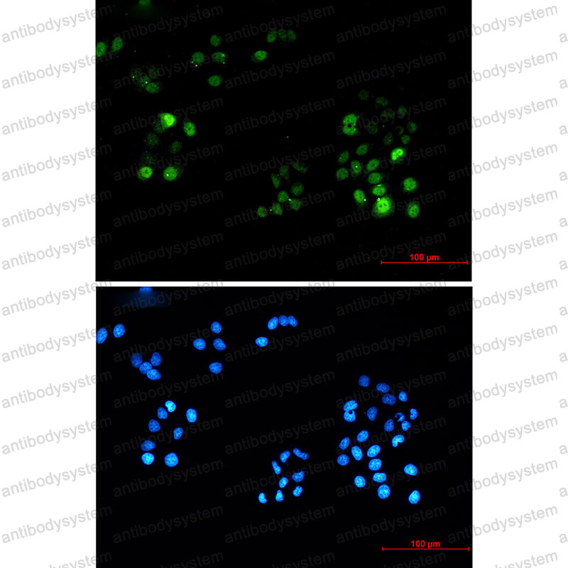 Валидация IF - AntibodySystem RHA73802