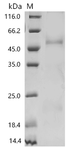 SDS-PAGE