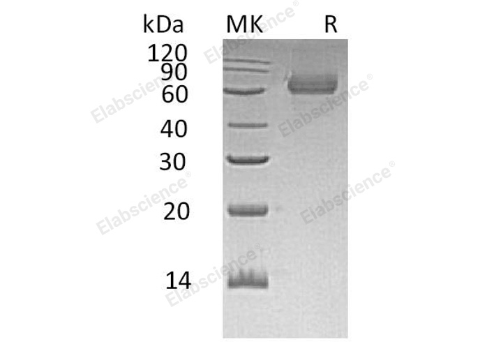 Валидация Elabscience PKSH033103(3465)