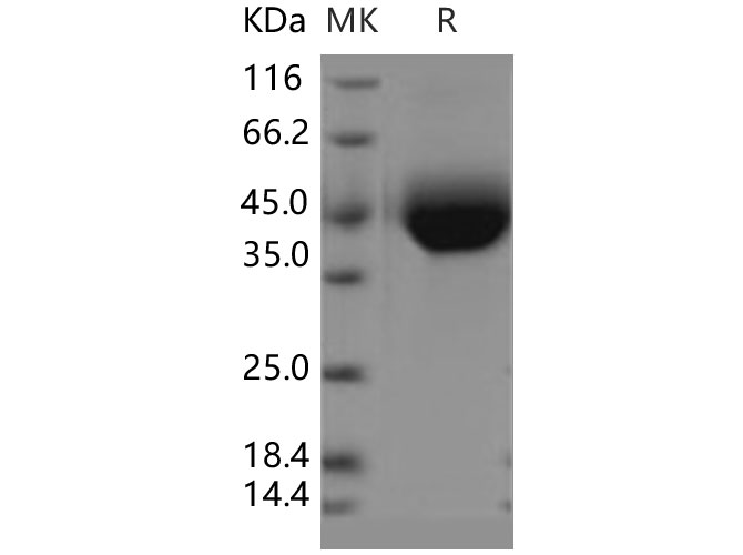 Валидация Elabscience PKSH030869(1712)