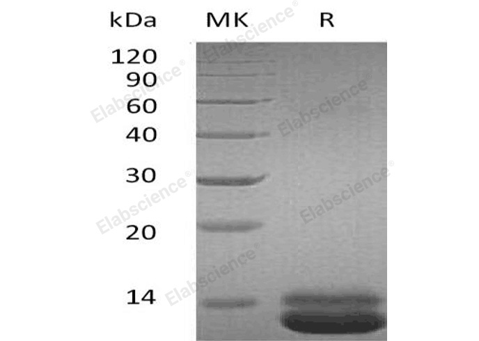 Валидация Elabscience PKSH032290(2792)