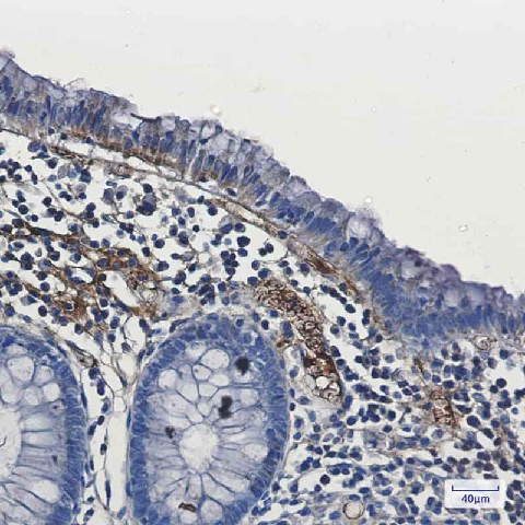 Валидация Elabscience E-AB-81468