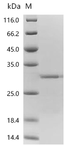SDS-PAGE
