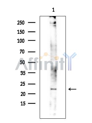 Валидация Affinity DF9822 - 22708