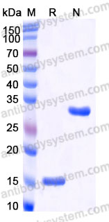 ARC33101, SDS-PAGE